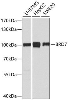 Western blot - BRD7 Polyclonal Antibody 