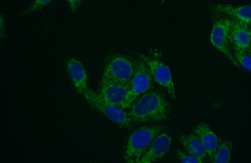 Immunofluorescent analysis of (10% Formaldehyde) fixed HepG2 cells using Catalog No:116639(UQCRQ Antibody) at dilution of 1:50 and Alexa Fluor 488-congugated AffiniPure Goat Anti-Rabbit IgG(H+L)