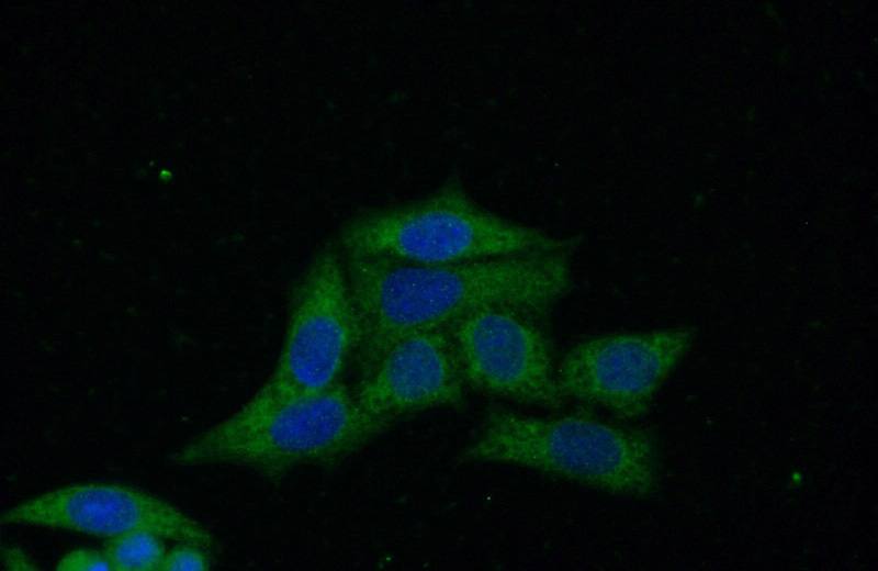 Immunofluorescent analysis of (-20oc Ethanol) fixed HeLa cells using Catalog No:108663(C14orf28 Antibody) at dilution of 1:50 and Alexa Fluor 488-congugated AffiniPure Goat Anti-Rabbit IgG(H+L)