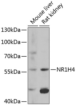 Western blot - NR1H4 Polyclonal Antibody 
