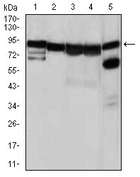 Western blot analysis using HSP90AA1 mouse mAb against NIH3T3 (1), HeLa (2), HCT116(3), HL-60 (4) and C0S7 (5) cell lysate.