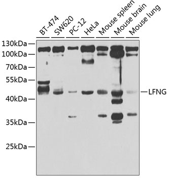 Western blot - LFNG Polyclonal Antibody 