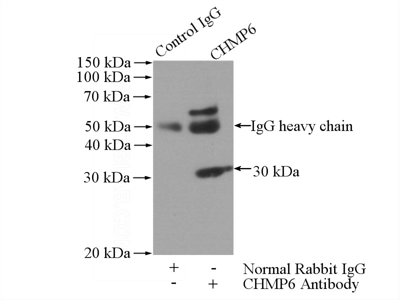 IP Result of anti-CHMP6 (IP:Catalog No:109236, 4ug; Detection:Catalog No:109236 1:500) with mouse testis tissue lysate 2400ug.