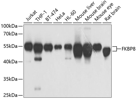 Western blot - FKBP8 Polyclonal Antibody 