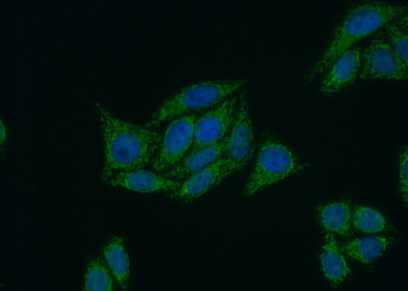 Immunofluorescent analysis of (10% Formaldehyde) fixed HepG2 cells using Catalog No:114117(PPP4R2 Antibody) at dilution of 1:50 and Alexa Fluor 488-congugated AffiniPure Goat Anti-Rabbit IgG(H+L)