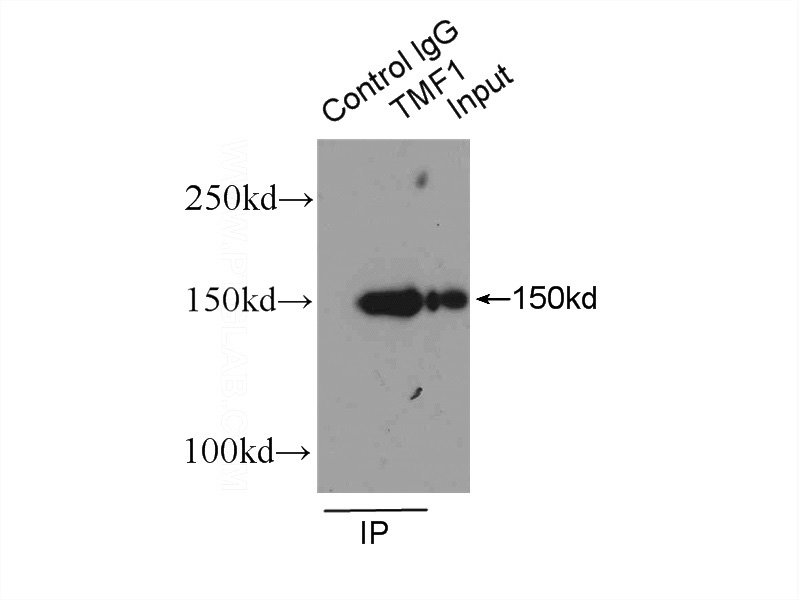 IP Result of anti-TMF1-Specific (IP:Catalog No:116203, 4ug; Detection:Catalog No:116203 1:300) with HepG2 cells lysate 3600ug.