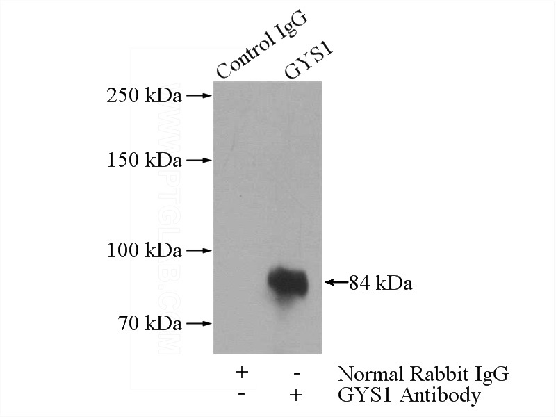 IP Result of anti-GYS1 (IP:Catalog No:111321, 4ug; Detection:Catalog No:111321 1:300) with mouse skeletal muscle tissue lysate 2200ug.