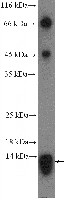 HepG2 cells were subjected to SDS PAGE followed by western blot with Catalog No:113141(NFAM1 Antibody) at dilution of 1:300