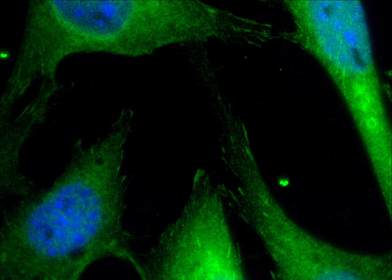 Immunofluorescent analysis of (-20oc Ethanol) fixed NIH/3T3 cells using Catalog No:113611(Paxillin Antibody) at dilution of 1:50 and Alexa Fluor 488-congugated AffiniPure Goat Anti-Rabbit IgG(H+L)