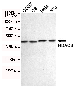 Western blot detection of HDAC3 in COS7,C6,Hela and 3T3 cell lysates using HDAC3 mouse mAb (dilution 1:500).Predicted band size:48.8KDa.Observed band size:48.8KDa.