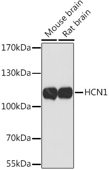 Western blot - HCN1 Polyclonal Antibody 