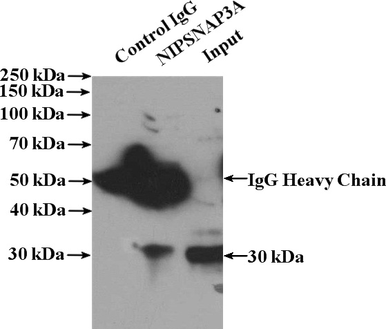 IP Result of anti-NIPSNAP3A (IP:Catalog No:113189, 4ug; Detection:Catalog No:113189 1:1000) with mouse brain tissue lysate 4000ug.