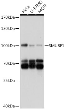 Western blot - SMURF1 Polyclonal Antibody 