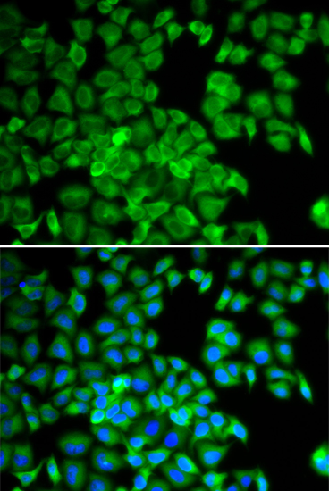 Immunofluorescence - TCP1 Polyclonal Antibody 