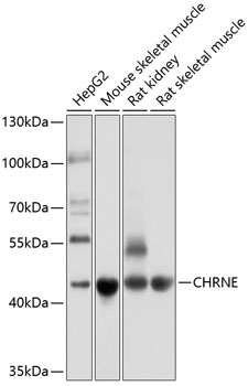 Western blot - CHRNE Polyclonal Antibody 