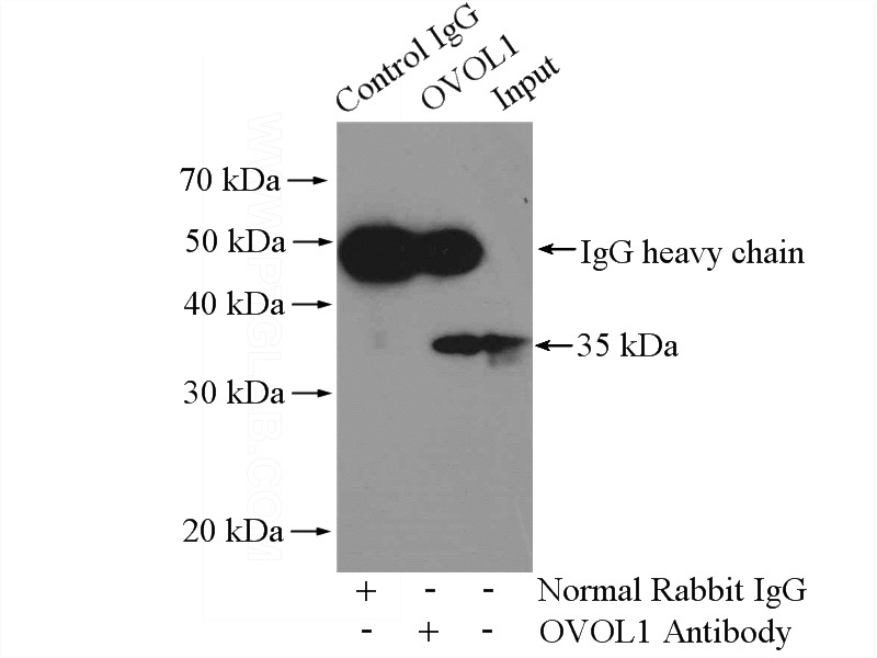 IP Result of anti-OVOL1 (IP:Catalog No:113522, 4ug; Detection:Catalog No:113522 1:500) with mouse brain tissue lysate 4000ug.