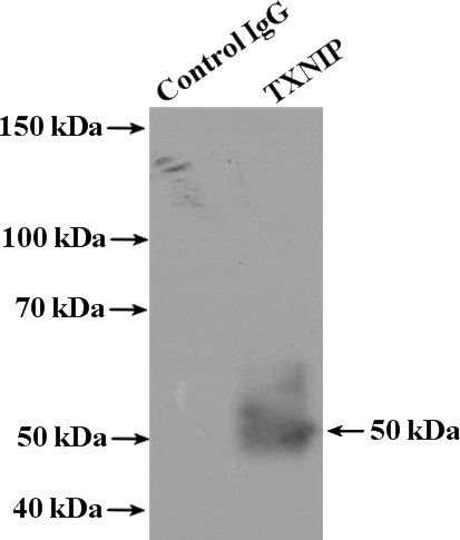 IP Result of anti-TXNIP (IP:Catalog No:116454, 4ug; Detection:Catalog No:116454 1:500) with K-562 cells lysate 4000ug.