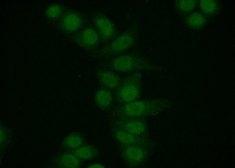 Immunofluorescent analysis of (10% Formaldehyde) fixed HeLa cells using Catalog No:113421(ORC4L Antibody) at dilution of 1:50 and Alexa Fluor 488-congugated AffiniPure Goat Anti-Rabbit IgG(H+L)