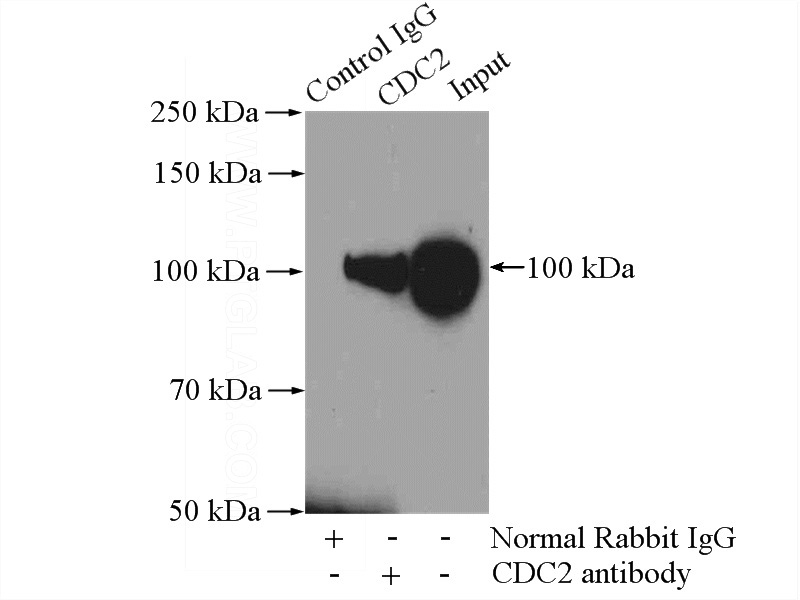 IP Result of anti-CDC2-Specific (IP:Catalog No:109157, 4ug; Detection:Catalog No:109157 1:200) with HEK-293 cells lysate 2800ug.