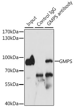 Immunoprecipitation - GMPS Polyclonal Antibody 