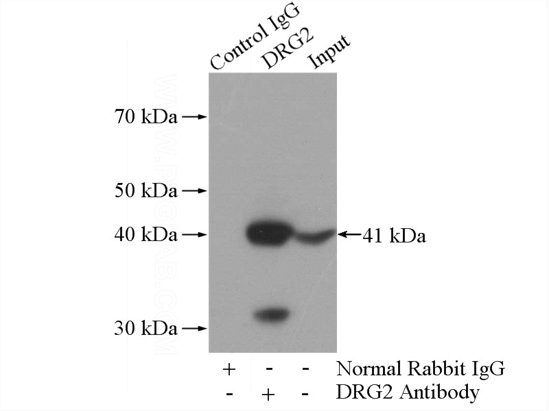 IP Result of anti-DRG2 (IP:Catalog No:110021, 4ug; Detection:Catalog No:110021 1:2000) with mouse brain tissue lysate 2640ug.