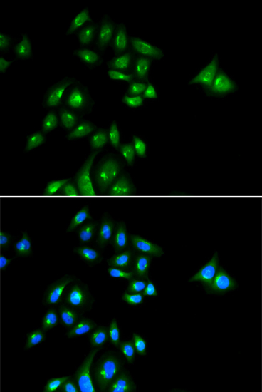 Immunofluorescence - PHC3 Polyclonal Antibody 