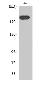 Fig1:; Western Blot analysis of various cells using Endo180 Polyclonal Antibody diluted at 1: 1000