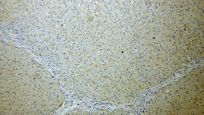 Immunohistochemical of paraffin-embedded human liver using Catalog No:110341(RAPGEF4 antibody) at dilution of 1:100 (under 10x lens)
