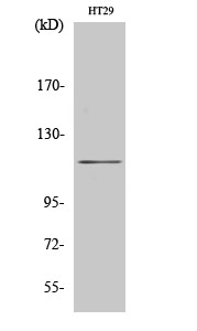 Fig1:; Western Blot analysis of various cells using MLK4 Polyclonal Antibody