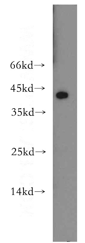 HepG2 cells were subjected to SDS PAGE followed by western blot with Catalog No:109051(TNFRSF4 antibody) at dilution of 1:300