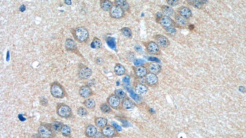 Immunohistochemistry of paraffin-embedded mouse brain tissue slide using Catalog No:111031(GLRA2 Antibody) at dilution of 1:50 (under 40x lens)