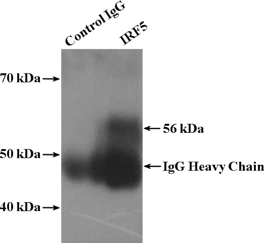 IP Result of anti-IRF5 (IP:Catalog No:111837, 4ug; Detection:Catalog No:111837 1:300) with HeLa cells lysate 1600ug.