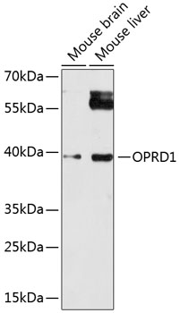 Western blot - OPRD1 Polyclonal Antibody 
