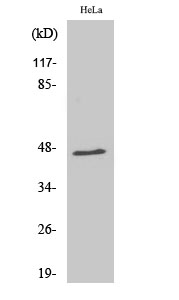 Fig1:; Western Blot analysis of various cells using RNF130 Polyclonal Antibody diluted at 1: 1000