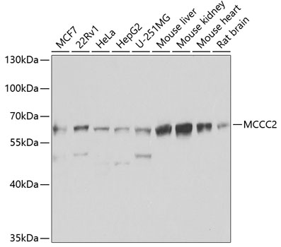 Western blot - MCCC2 Polyclonal Antibody 