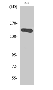 Fig1:; Western Blot analysis of various cells using GAK Polyclonal Antibody