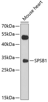 Western blot - SPSB1 Polyclonal Antibody 