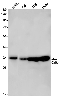 Western blot detection of Cdk4 in K562,C6,3T3,Hela cell lysates using Cdk4 Rabbit pAb(1:1000 diluted).Predicted band size:34kDa.Observed band size:34kDa.