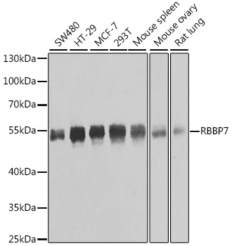 Western blot - RBBP7 Polyclonal Antibody 