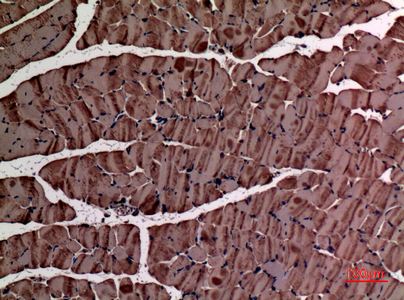 Immunohistochemical analysis of paraffin-embedded mouse-muscle, antibody was diluted at 1:100