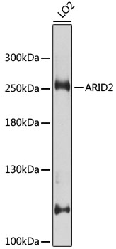 Western blot - ARID2 Polyclonal Antibody 