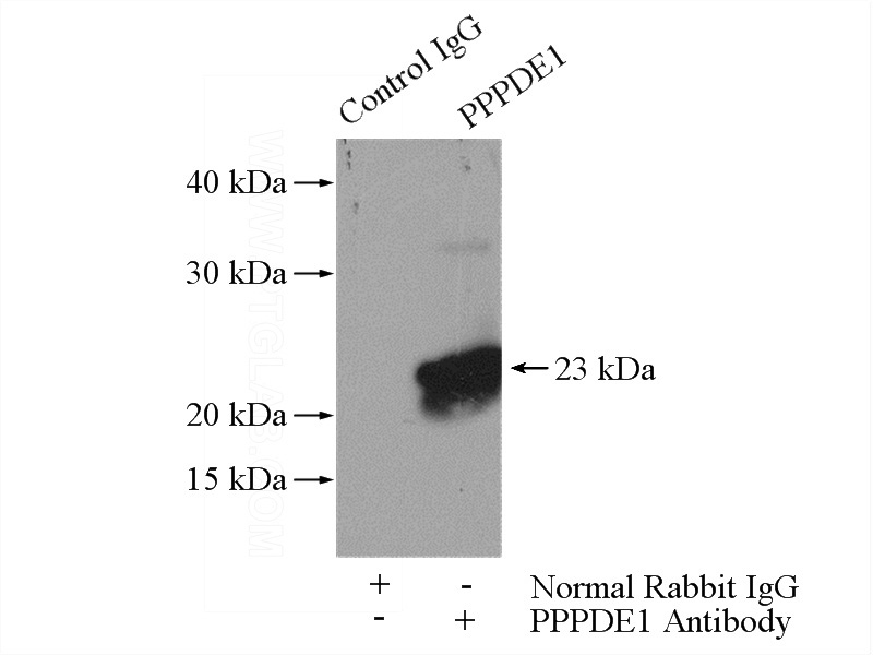 IP Result of anti-PPPDE1 (IP:Catalog No:114156, 4ug; Detection:Catalog No:114156 1:500) with A549 cells lysate 2800ug.