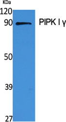 Fig1:; Western Blot analysis of various cells using PIPK I γ Polyclonal Antibody