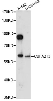 Western blot - CBFA2T3 Polyclonal Antibody 