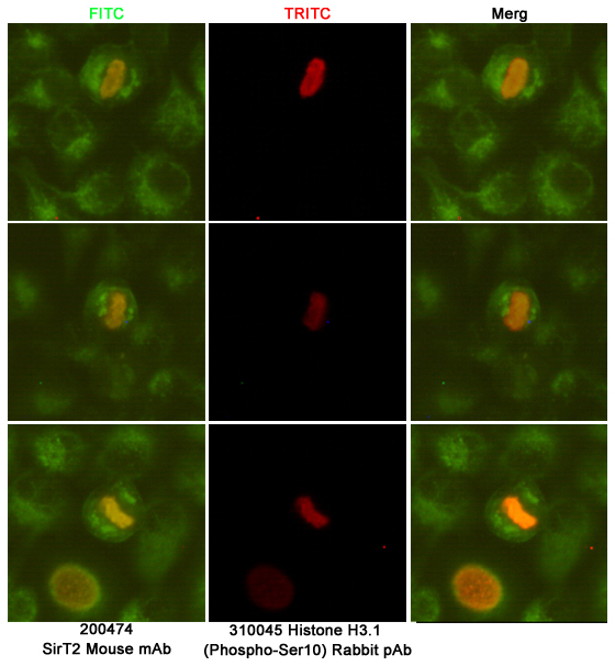Immunofluorescent analysis of Hela cells fixed fixed by anhydrous methanol at -20u2103 and using SirT2 (168470,dilution 1:50) mouse mAb (green) and Histone H3.1 (Phospho-Ser10) (310045,dilution 1:200) Rabbit pAb (red).