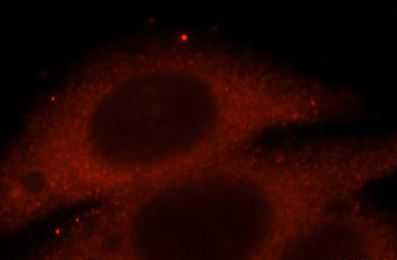 Immunofluorescent analysis of HepG2 cells, using PTTG1 antibody Catalog No:115098 at 1:25 dilution and Rhodamine-labeled goat anti-rabbit IgG (red).