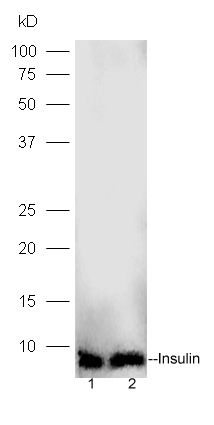Fig1: Sample:; Lane 1:Islet A lysates at 20ug;; line2,Islet B lysates at 20ug;; Primary: Anti-Insulin at 1:300 dilution;; Secondary: HRP conjugated Goat-Anti-rabbit IgG(bs-0295G-HRP) at 1: 5000 dilution;; Predicted band size:5.8 kD Observed band size:5.8 kD