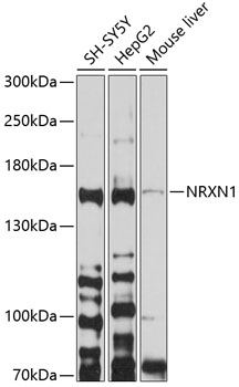 Western blot - NRXN1 Polyclonal Antibody 