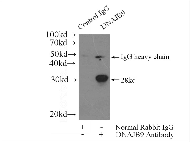 IP Result of anti-DNAJB9 (IP:Catalog No:110100, 4ug; Detection:Catalog No:110100 1:500) with mouse testis tissue lysate 4800ug.