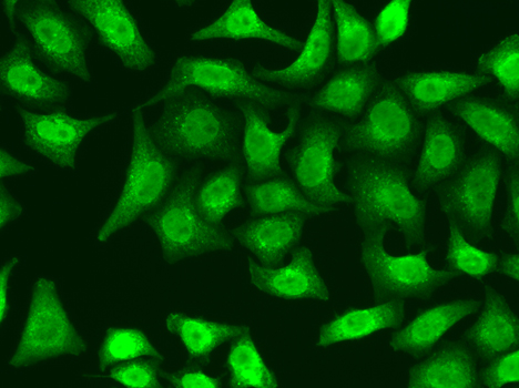 Immunofluorescence - XRCC2 Polyclonal Antibody 